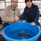 Pre pána Kiyoshi Kase z Koshiji Koi Farm bolo vždy výzvou vytvárať nové variety KOI. Jeho rybníčky sú vždy plné rôznofarebnými KOI kaprami. Pán Kase je pôvodný tvorca variety Ginga a Benikumonryu a zohrava významnú rolu pri stabilizovaní nových variet hlavne metalických KOI. Pri tomto spolupracuje s pánom Aoki. Nové druhy KOI nechávajú rásť v rôznych rybníkoch a tým minimalizujú riziko straty variety ak by u niektorého z nich došlo ku problému s rybami či rybníkom. Vytvorenie novej variety travé minimálne 3 roky a viac ako 5 rokov kým môže chovateľ ponúknuť nový druh na trh. Ak si kúpite od pána Kase Kikokuryu, vývoj jeho zafarbenia bude pre Vás zábavný, pretože najmä v 2 a 3 roku výrazne mení zafarbenie a vzor.