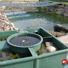 Samostatne stojaci biologický filter vedľa záhradného jazierka s ruskými jesetermi.
