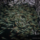 Hundreds of high quality Nisai Tancho Kohaku at Mr. Maruju.