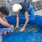 Dainichi Showa after measurement and photo goes back into water.