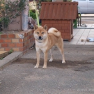 Typical japan dog.