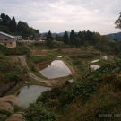 Greenhouse tanks for winter breeding are usually situated close to the ponds in which Koi carps are kept during summer.