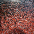 Tosai Kohaku in spring are sorted out – the best go into Japanese mud pond.
