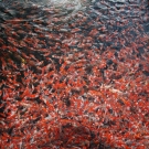 Tosai Kohaku sa na jar vytriedia a perspektívne poputujú do japonských mud pond.