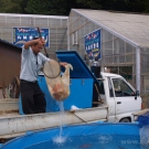 Koi carps go into Marusei Koi Farm.