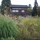 Ornamental grass – the nicest in autumn – the same as in Slovakia.