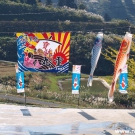 Traditional Japanese flags with Koi motive.