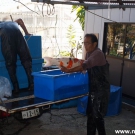 Transport Koi carps from ponds into Marusaka Koi farm.