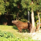 Marusaka KOI farm is well known also with breeding bulls for traditional bullfighting.