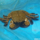 Crab ends in soup.