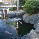 At the banks of pond stones from Shikoku island are placed.