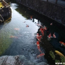 Koi carps in pond in Ojiya museum.