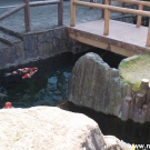 Koi carps waiting for their food at the footbridge.