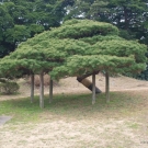 Jedna z tvarovaných borovíc v parku.