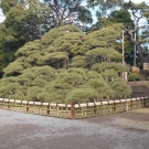 Najstaršia borovica v Japonsku je v tokijskej záhrade Hama-rikyu