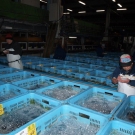 Živé ryby v prepravkách na rybom trhu.
