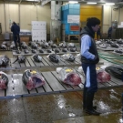 Aukcia tuniakov tokijského rybieho trhu Cukidži