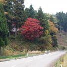 japonský javor žiari jesennými farbami