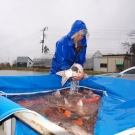 KOI sú už pred Marusei KOI farm