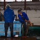 KOI kapor za tisíce EUR letí do nádrže v skleníku pána Hirasawa