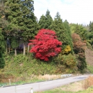 Obrovský japonský javor v jesennom šate .