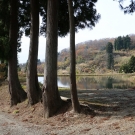 Hrádzu rybníčka spevňujú obrovské japonské kryptomérie - Cryptomeria japonica.