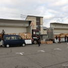 KOI kapre sa nakladajú na kamión na export z Japonska do celého sveta.
