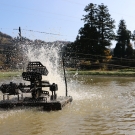 Najúčinnejšie prevzdušnenie rybníka s KOI kaprami.