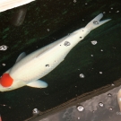 Tancho Kohaku 85 cm s dokonalým kruhom od Torazo - Urakawa Koi Farm.