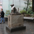 Pamätník najznámejšieho psa v Japonsku - Hachikō sa nachádza hneď pri stanici Shibuya.