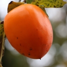 Hurmikaki – ovocie nabité živinami rastie skoro pri každom dome.
