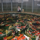 Legendárny kruhový bazén s jumbo koi kaprami u Maruhiro Koi Farm.