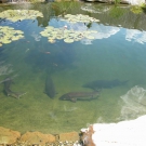 Big sturgeons in pond.