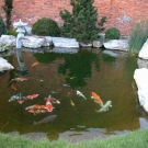 Very nice pond with KOI in Czech Republic.