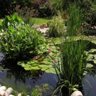 Heart taking water lilies in Chorvátsky Grob in Slovakia.