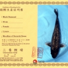 Certifikát pôvodu pre KOI kapra druhu Black Diamond veľkosti 46 cm od chovateľa Yamazaki.