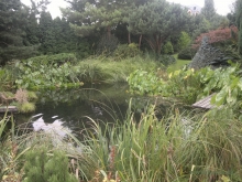 Voda v kúpacom jazierku bola špinavá napriek hustej vegetácii vodných rastlín v samočistiacich filtračných zónach.